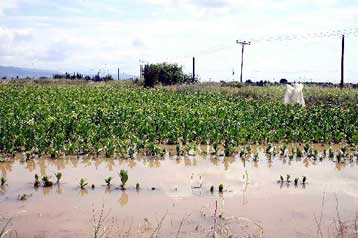 Εντός τριμήνου οι αποζημιώσεις για τις καλλιέργειες που έπληξε η κακοκαιρία
