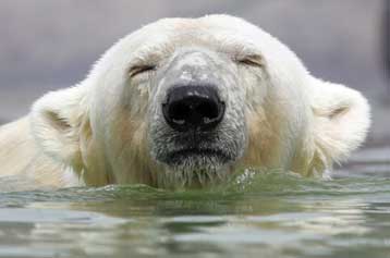 Πολική αρκούδα κολυμπά απόσταση 74 χλμ σε μία ημέρα