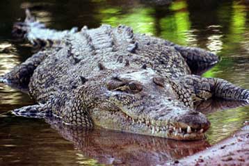 Ισχυρά νέα αντιβιοτικά ίσως απομονωθούν από το αίμα του κροκόδειλου