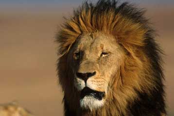 Αυξάνονται οι επιθέσεις λονταριών σε περιοχές της Αφρικής