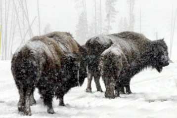 Εισαγωγή ελεφάντων και λιονταριών στην Αμερική προτείνουν οικολόγοι