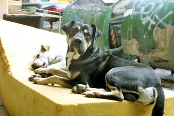 Στο Δήμο μπορούν να απευθύνονται οι Αθηναίοι για τα αδέσποτα