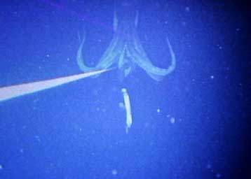 Γιγάντιο καλαμάρι σε ένα από τα σπανιότερα πορτραίτα του κόσμου