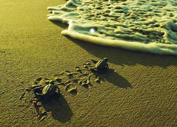 Σε πλήρη αποδιοργάνωση παραμένει το Θαλάσσιο Πάρκο Ζακύνθου