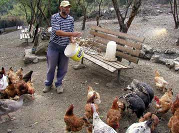 Σε επαγρύπνηση οι ελληνικές αρχές για τη γρίπη των πτηνών