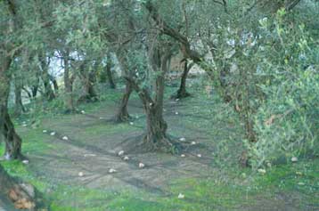 Υπέρ της μείωσης των γεωργικών επιδοτήσεων ΗΠΑ και ΕΕ