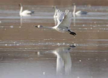 Θα εκδηλωθεί «κάποια μέρα» πανδημία της γρίπης των πτηνών, προειδοποιεί ο ΟΗΕ