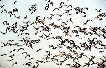 «Αγκάθι» λόγω της γρίπης των πτηνών η απεργία των γεωτεχνικών