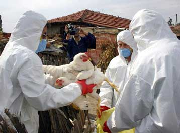 Αισιόδοξα μηνύματα από τη Ρουμανία για τη γρίπη των πτηνών – Σύγχυση στην Τουρκία