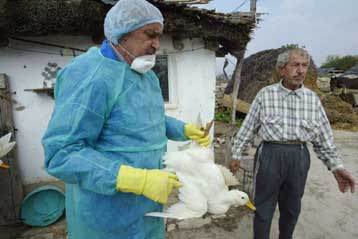 Στέλεχος του ιού Η5 της γρίπης των πτηνών εντοπίστηκε στη Ρουμανία