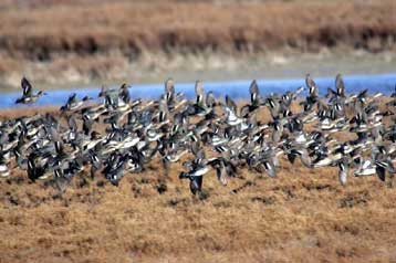Σύνοδο των χωρών της περιοχής για τη γρίπη των πτηνών θα ζητήσει η Ελλάδα