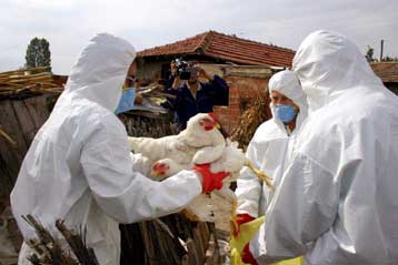 «Συναγερμός» στην Τουρκία από τον εντοπισμό του θανατηφόρου ιού Η5N1