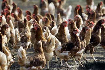 Τι είναι η γρίπη των πτηνών και πώς θα προστατευτείτε