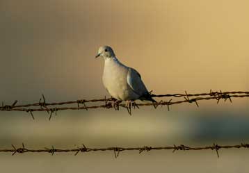 Καθορισμό περιοχών υψηλού κινδύνου για τη γρίπη των πτηνών ζητά η Κομισιόν