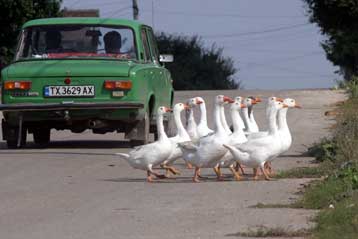 Επιβεβαιώθηκε η παρουσία του θανατηφόρου ιού H5N1 και στη Ρουμανία