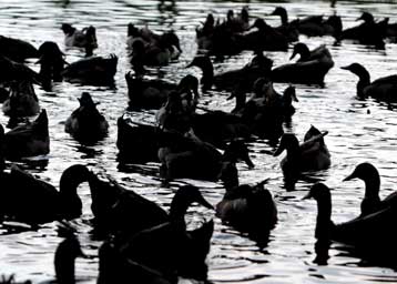 Μέτρα για την αποτροπή εξάπλωσης της γρίπης των πτηνών λαμβάνει η Ρουμανία