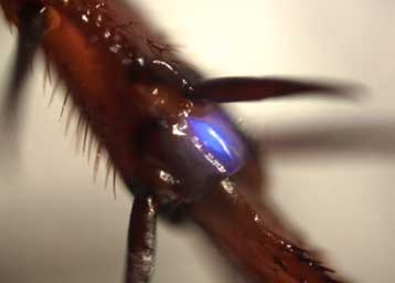 Τα έντομα προσφέρουν έμπνευση για το καλύτερο λάστιχο του κόσμου