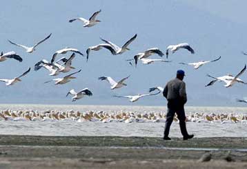 Εντείνονται οι έλεγχοι στον Έβρο για τη γρίπη των πτηνών