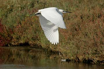 Αρνητικά τα τεστ για τον ιό των πουλερικών σε πτηνά από τον Έβρο