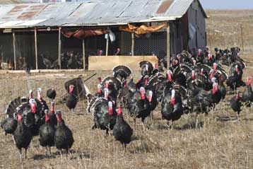 Υποπτο κρούσμα της γρίπης των πτηνών εντοπίστηκε στις Οινούσσες
