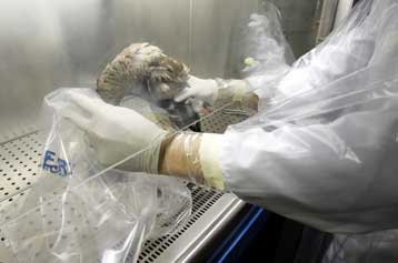 Χρηματοδότηση εμβολίου κατά της γρίπης των πτηνών ζητείται από την ΕΕ