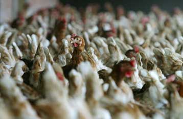 Φόβους για περαιτέρω εξάπλωση της γρίπης των πτηνών εκφράζει η Κομισιόν