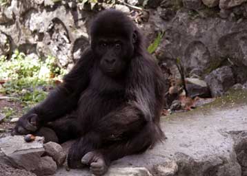Νεαρός γορίλας χρησιμοποιεί εργαλεία με μοναδική ευχέρεια