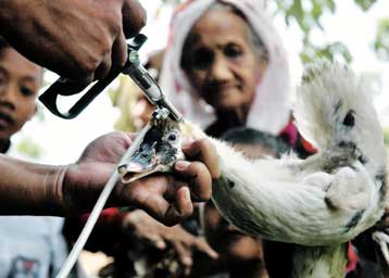 Πειραματικό εμβόλιο για τη γρίπη των πτηνών παρασκευάστηκε και στην Ουγγαρία