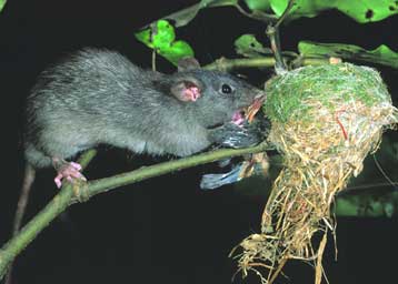 Δραπέτης αρουραίος κολυμπά απόσταση ρεκόρ