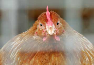 Αποζημίωση για τους πτηνοτρόφους σε περίπτωση επιδημίας προβλέπει η ΕΕ