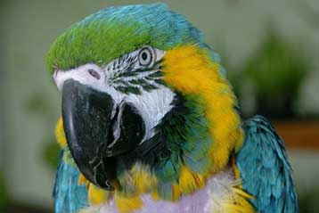 Η γρίπη των πτηνών εντοπίστηκε σε παπαγάλο στη Βρετανία