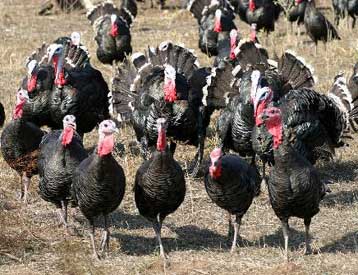 Κοινή δράση Ελλάδας-Τουρκίας-Βουλγαρίας κατά της γρίπης των πτηνών