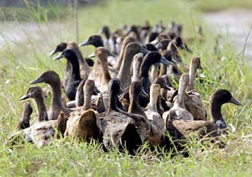 Κρούσματα της γρίπης των πτηνών εντοπίστηκαν στη Σουηδία και τη Βρετανία