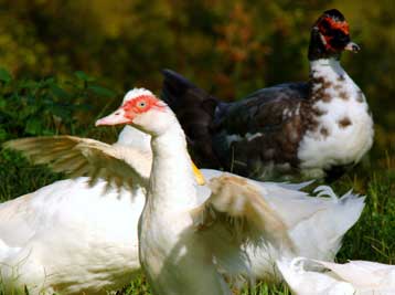 Δύο ακόμα εστίες της γρίπης των πουλερικών εντοπίστηκαν σε Ρωσία και Κροατία