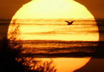 Στη Γερμανία «ίχνη» της γρίπης των πτηνών – Νέα ευρωπαϊκά μέτρα για τη νόσο