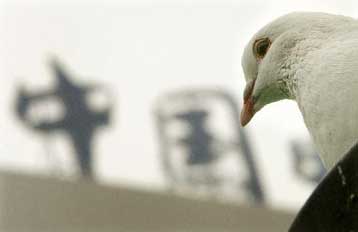 Νέο ξέσπασμα της γρίπης των πτηνών στην Κίνα – Κρούσμα και στην Κροατία