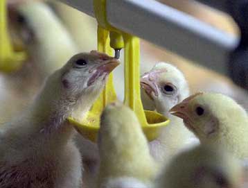 Δωδεκάχρονη Κινέζα πέθανε από συμπτώματα παρόμοια με αυτά της γρίπης των πτηνών