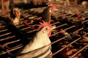 «Όχι» στην προληπτική απαγόρευση εισαγωγής πουλερικών, λέει ο FAO