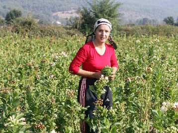 «Ναι» του Ευρωπαϊκού Κοινοβουλίου στην πριμοδότηση των καπνών