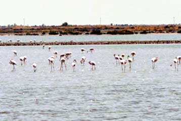 Καταδίκη της Ελλάδας από το Ευρωπαϊκό Δικαστήριο για τη λιμνοθάλασσα του Μεσολογγίου