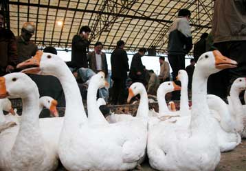 Δύο θάνατοι στο Βιετνάμ αποδίδονται στη γρίπη των πτηνών