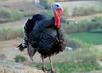 «Καθαρές» οι Οινούσες από τη γρίπη των πτηνών, επιβεβαιώνουν τα οριστικά αποτελέσματα