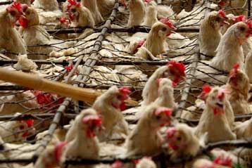 Για το κόστος μιας πανδημίας της γρίπης των πτηνών προειδοποιεί η Παγκόσμια Τράπεζα