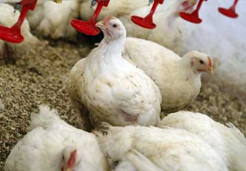 Νέο ξέσπασμα της γρίπης των πτηνών σε επαρχία της βορειοανατολικής Κίνας