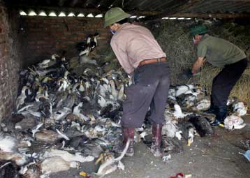 Πέμπτος θάνατος ανθρώπου από τη γρίπη των πτηνών στην Ινδονησία