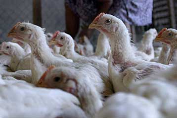 Έξι εκατομμύρια πουλερικά θανατώθηκαν στην Κίνα μετά από νέα κρούσματα γρίπης