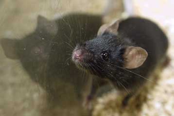 Μείωση των πειραμάτων σε ζώα επιδιώκουν ΕΕ και βιομηχανία