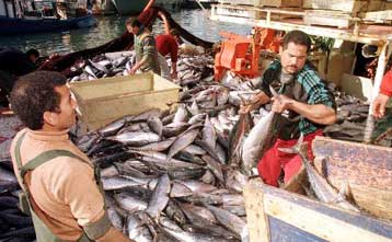 Ελέγχους στην ιχθυόσκαλα και την Κεντρική Αγορά του Πειραιά διέταξε η Εισαγγελία