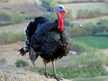 Πρόσκληση σε γεύμα με μενού τη… γαλοπούλα απευθύνει η Βουλή