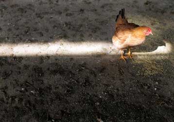 Νέα εστία γρίπης των πτηνών σε Κίνα, Βιετνάμ – Πρώτο κρούσμα στη Μέση Ανατολή